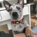 CANIS DINGO DEL BOY CANIS DINGO DEL BOY