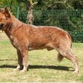 TURRELLA RED DRAGON