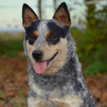 JINX WARRIGAL PAWS