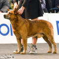VALLESANTA RANCH ACD SARO
