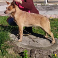 VALLESANTA RANCH ACD CALAMITY JANE