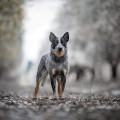 VALLESANTA RANCH ACD HARLEY QUINN