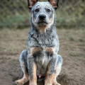 SPECIAL EDITION CARPATHIAN DINGO