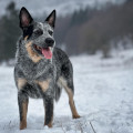 J'ADORE CARPATHIAN DINGO