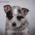DRAUGS GREY BLUERAY DRAUGS GREY BLUERAY