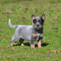 MEQUETREFE WEINHOUND