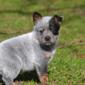 ENGRUPIDA WEINHOUND