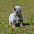 ZALAMERA WEINHOUND