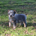 CASIMIRO WEINHOUND CASIMIRO WEINHOUND