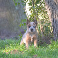 CANGAPOL WEINHOUND CANGAPOL WEINHOUND