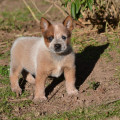 CIPRIANO WEINHOUND CIPRIANO WEINHOUND