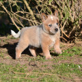 CALFUCURA WEINHOUND CALFUCURA WEINHOUND