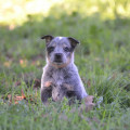 RUFINA WEINHOUND RUFINA WEINHOUND