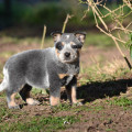 EULOGIA WEINHOUND EULOGIA WEINHOUND
