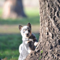 JACINTA WEINHOUND JACINTA WEINHOUND