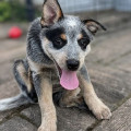 FOTIA ACD THOMSKI