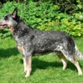 TURRELLA BLUE COMANCHE