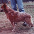LINKLOWE SAM