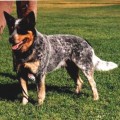 CATTLEFARM'S BLUE DYNAMO