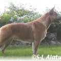 CATTLEFARM'S GOLD BONUS