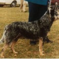 WOOLESTON BLUE JULIE