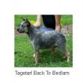 TAGETARL BACK TO BEDLAM TAGETARL BACK TO BEDLAM