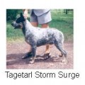 TAGETARL STORM SURGE