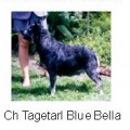 TAGETARL BLUE BELLA