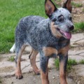 CRYSTAL BLUE BRAVE DROVER