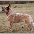 ARCHIE BRAVE DROVER