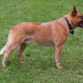 ARMANI BRAVE DROVER