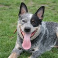 DINGOSTAR ANZAC SPIRIT DINGOSTAR ANZAC SPIRIT