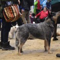DINGOSTAR A-WALTZING MATILDA WITH ME DINGOSTAR A-WALTZING MATILDA WITH ME