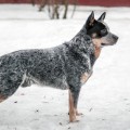 DINGOSTAR ADONIS LAYTENING DINGOSTAR ADONIS LAYTENING