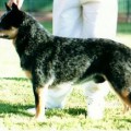 LANDMASTER OLD SHEP