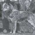 TALLAWONG LEVI