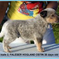 FALESER HOGLAND OSTIN FALESER HOGLAND OSTIN