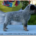FALESER HOGLAND OTTAVA FALESER HOGLAND OTTAVA