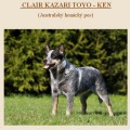 CLAIR KAZARI TOYO-KEN