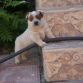 DINGOSTAR BANJO FAMOUS AUSTRALIAN DINGOSTAR BANJO FAMOUS AUSTRALIAN