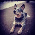 DINGOSTAR BUSHRANGER DINGOSTAR BUSHRANGER