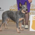 ALLEY WILDCAT BLUE DIAMOND M2K