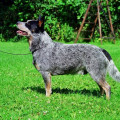 TURRELLA BLUE BUCKSHOT
