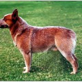 ADAVALE RED CHIEF
