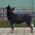 KERES IMAGE BLUE HEELER