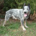 ELEFANT ELBRUS BLUE HEELER