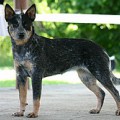 IMAGE DANAE BLUE HEELER