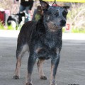 DANAE SUE BLUE HEELER