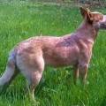 MY HAPPY TAIL MY HAPPY TAIL