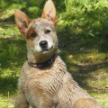 DINGOSTAR DINKUM AUSSIE DINGOSTAR DINKUM AUSSIE